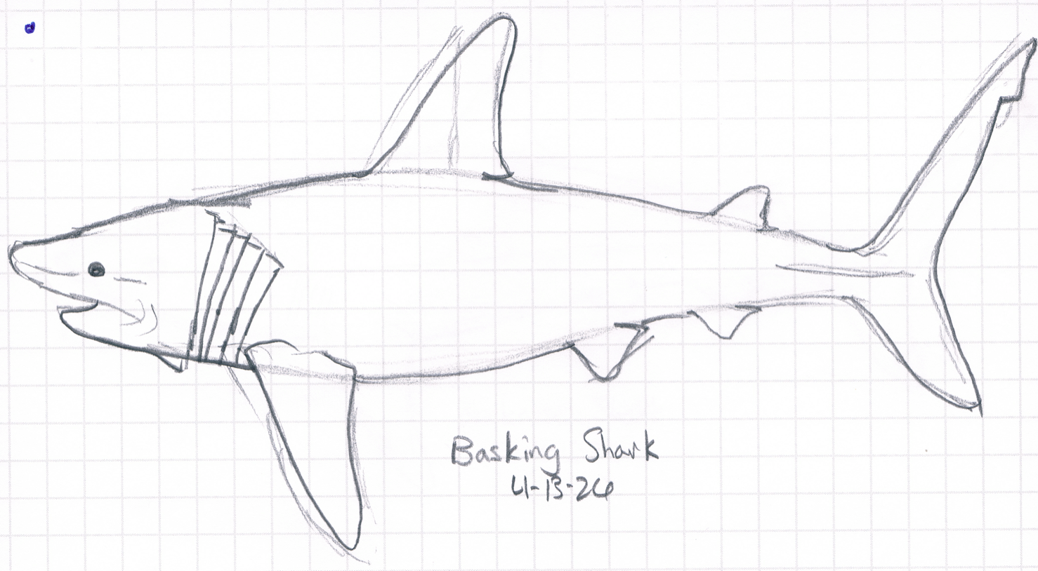 Basking%20Shark